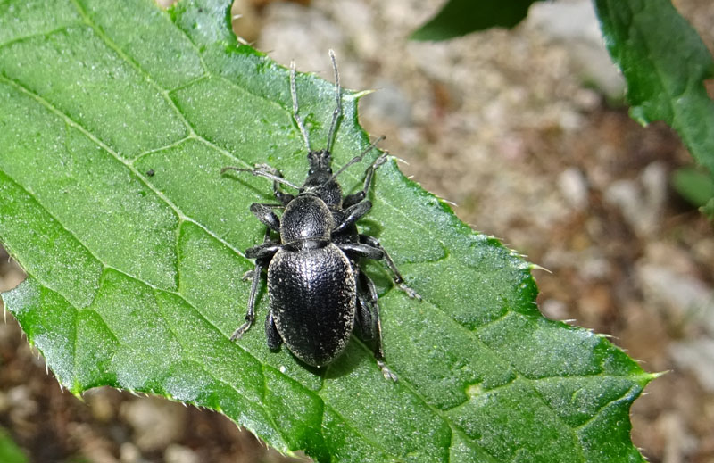 accoppiamento di Curculionidae: Otiorhynchus fortis